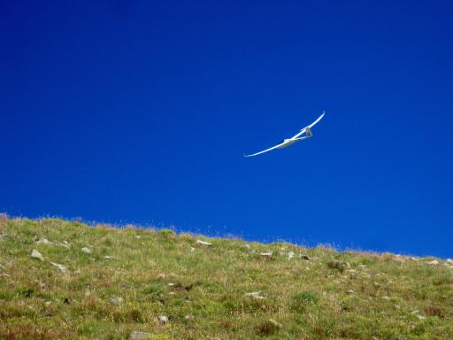 73  Is it a bird is it a plane no it's super