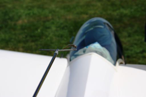 64  Libelle on Libelle